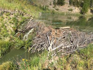 Beaver Dam Removal Planned for the Mystic Lake Outlet south of Bozeman