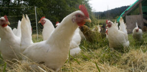 Avian Influenza Reported in Backyard Flock in Gallatin County